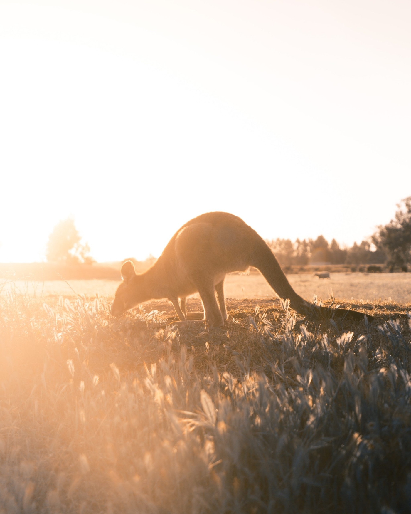 Australia Day Hours